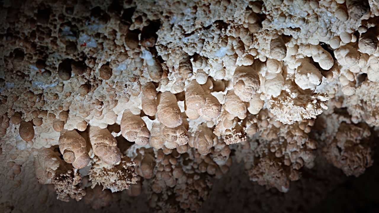 The ceiling of a cave at Carlsbad Caverns shows knobby formations that resemble popcorn.
