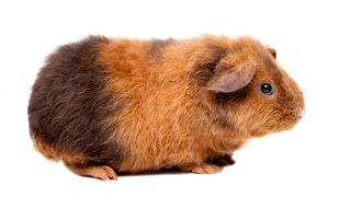 guinea pig breeds