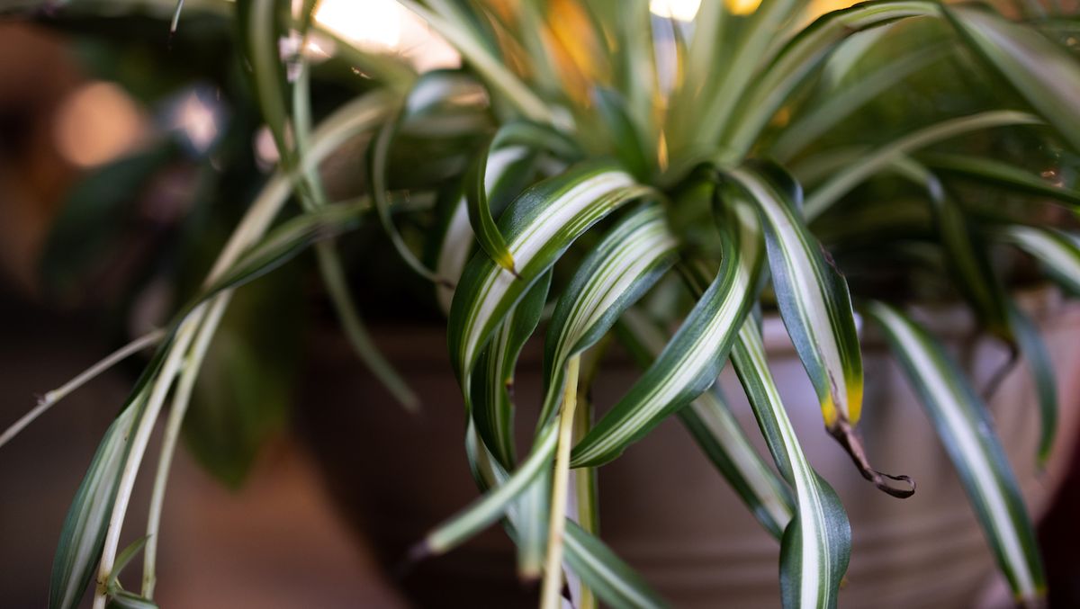 クモの植物の茶色の先端は完全に避けられます