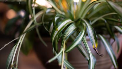 A closeup of a spider plant brown tips