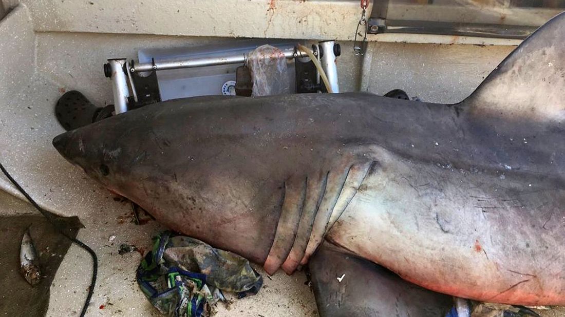 A great white shark jumped into a boat off the north coast of New South Wales, Australia, on May 27, 2017.