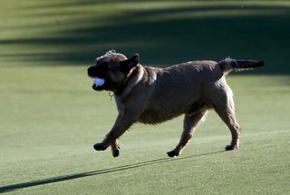 Britain's naughtiest dog