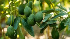 avocado fruits on a tree