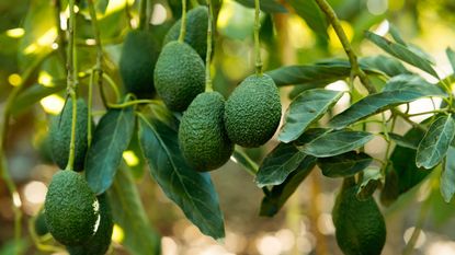 avocado fruits on a tree