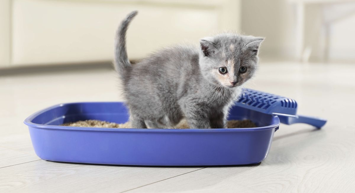 Grey kitten standing in purple litter tray