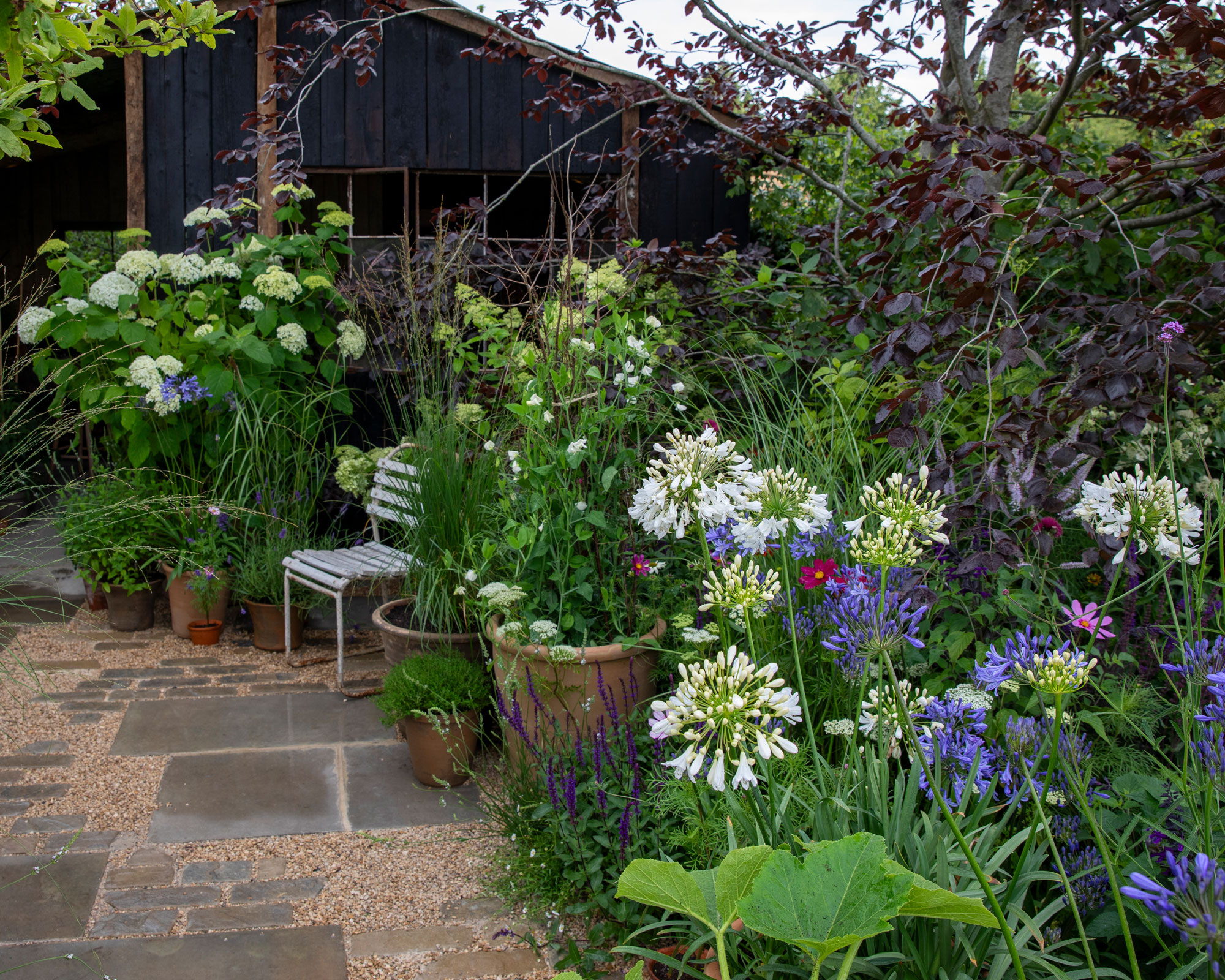 garden design with white flowers including hydrangea and agapanthus, path with slabs and gravel and garden building