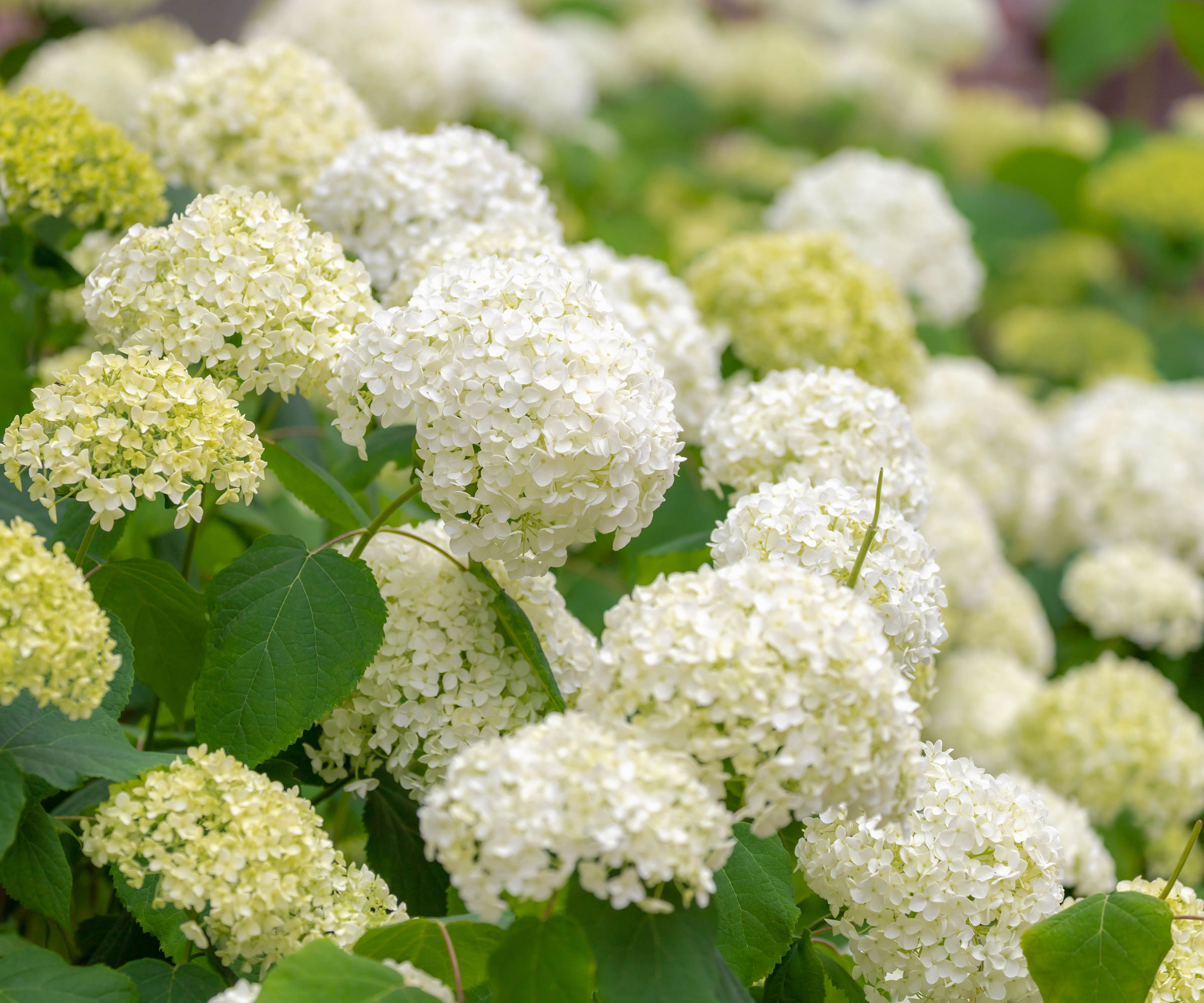 Annabelle smooth hydrangea with big white blooms