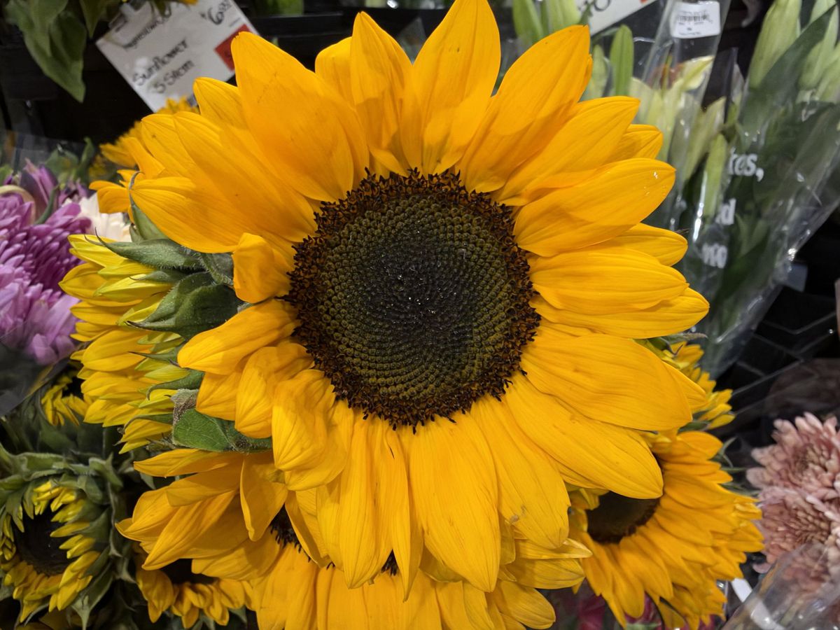 Apple iPhone 18 Pro Max camera sample.