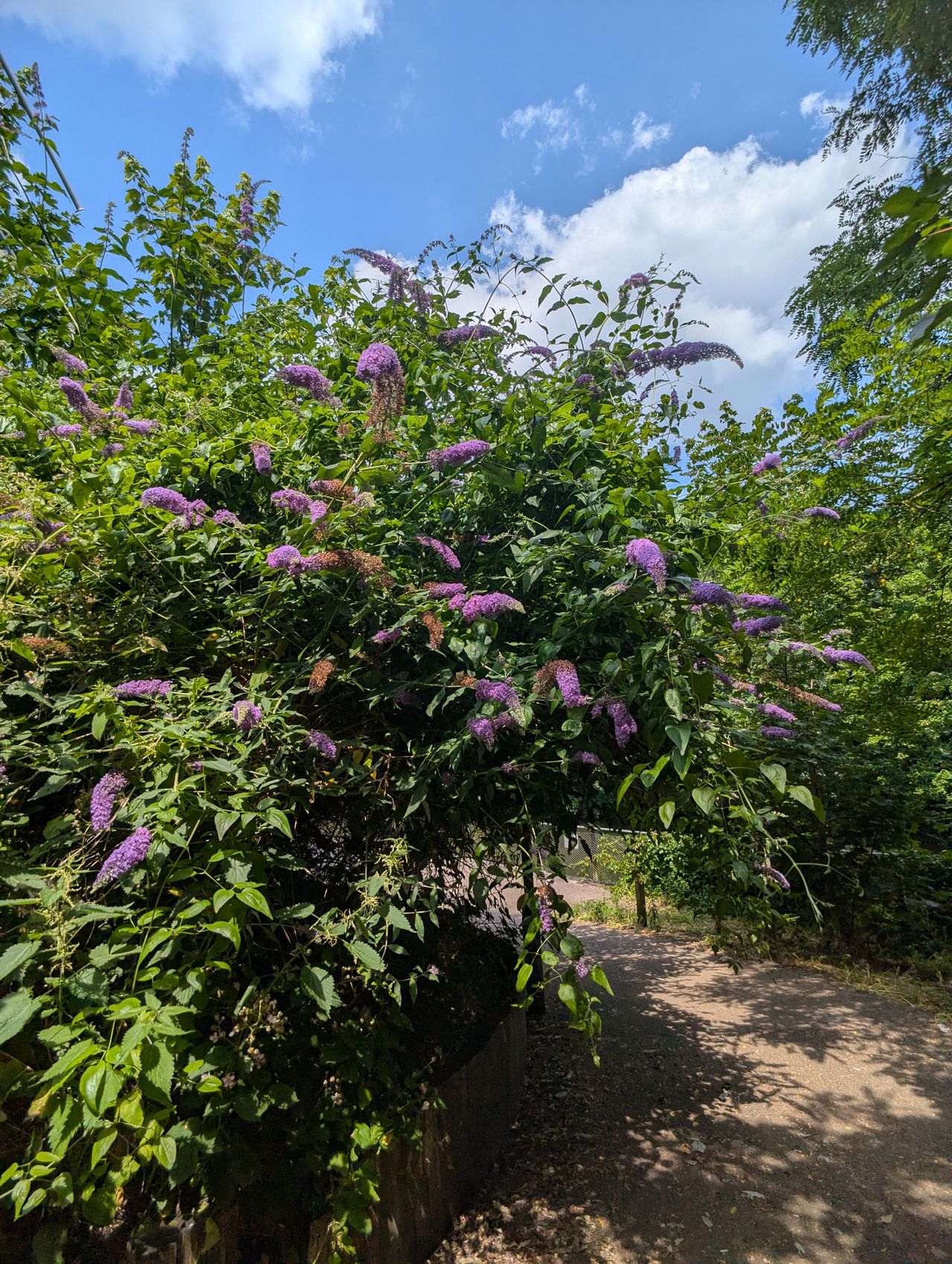A photo of purple flowers on trees taken with a Moment Wide 18mm lens attached to a Google Pixel 7 Pro