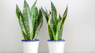 two snake plants in white pots