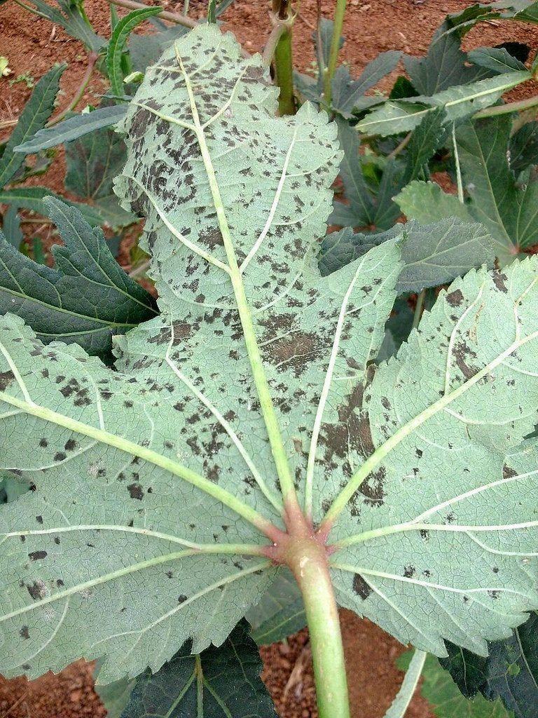 okra leaf spot