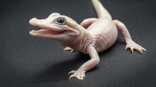 a leucistic alligator with pink skin and blue eyes on a black background