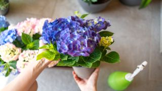 Misting hydrangea leaves