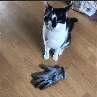 Demo the cat and glove