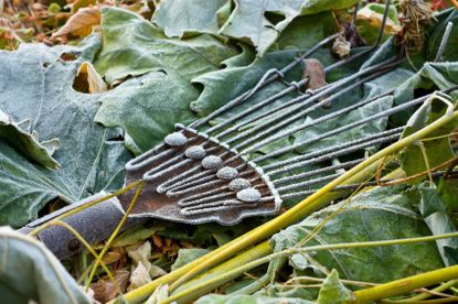 Frosted Over Rake And Leaves