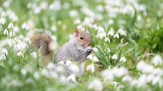 Close-up of a Gray Squirrel in snowdrops in spring