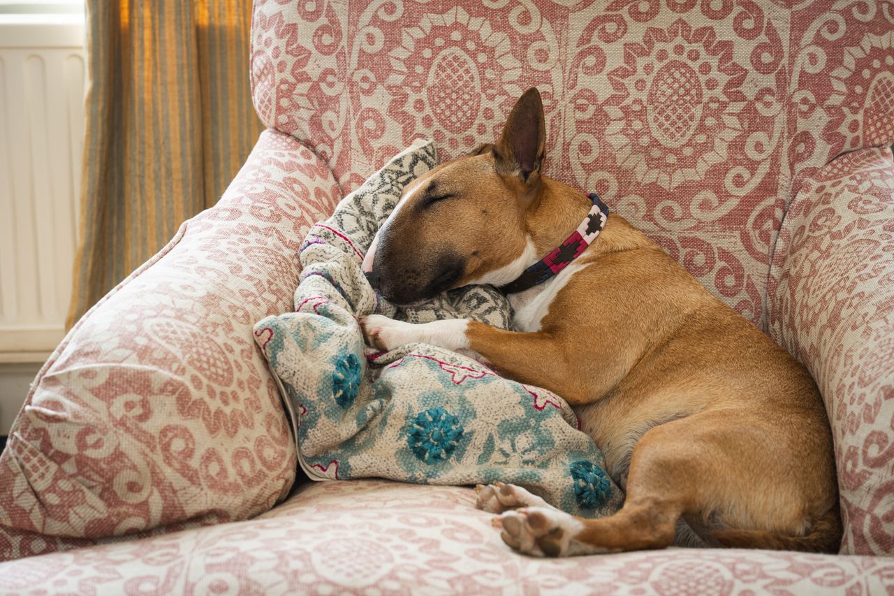 An English bull terrier called Peggy
