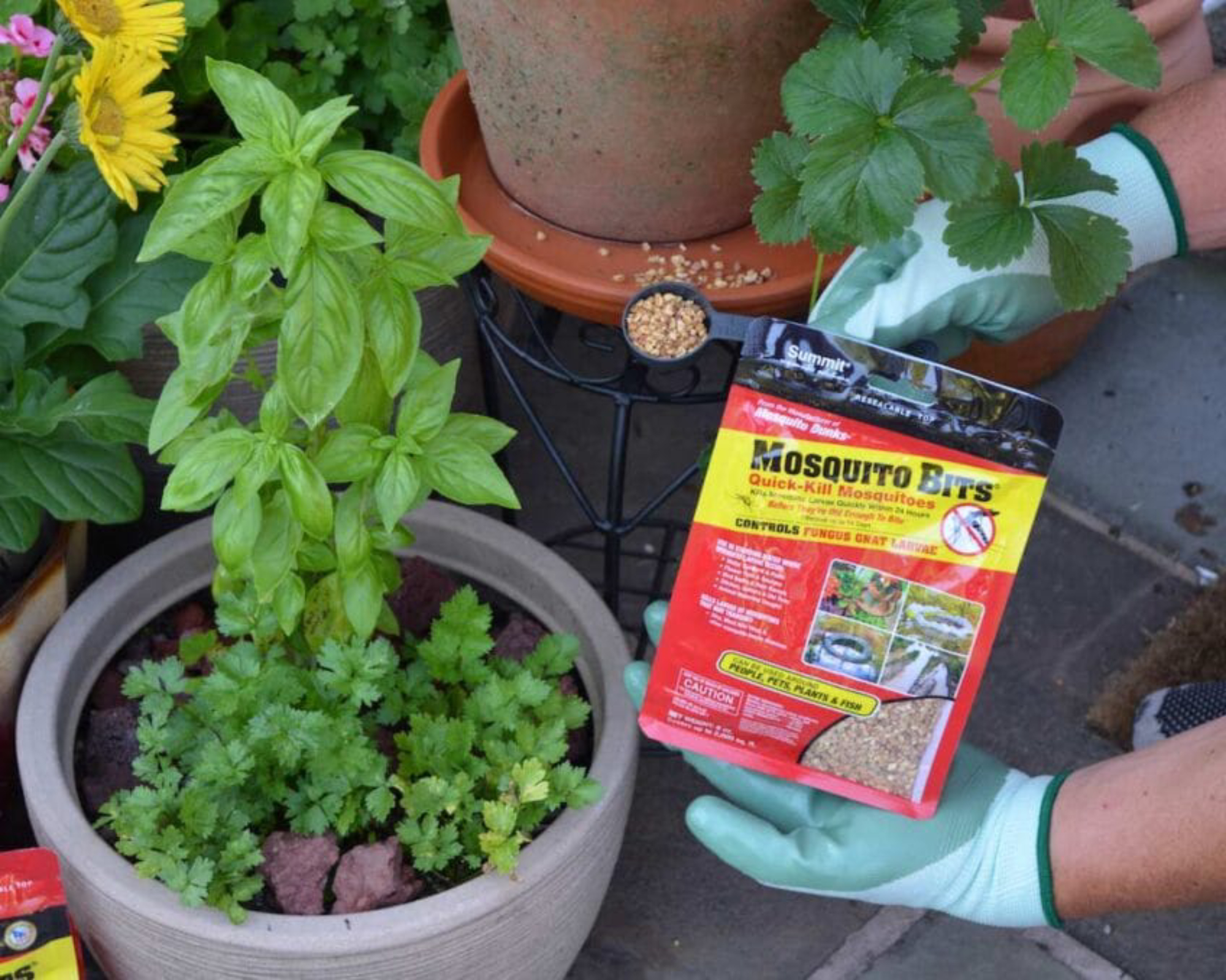 Gardener using Summit mosquito bits for fungus gnat control in potted plants
