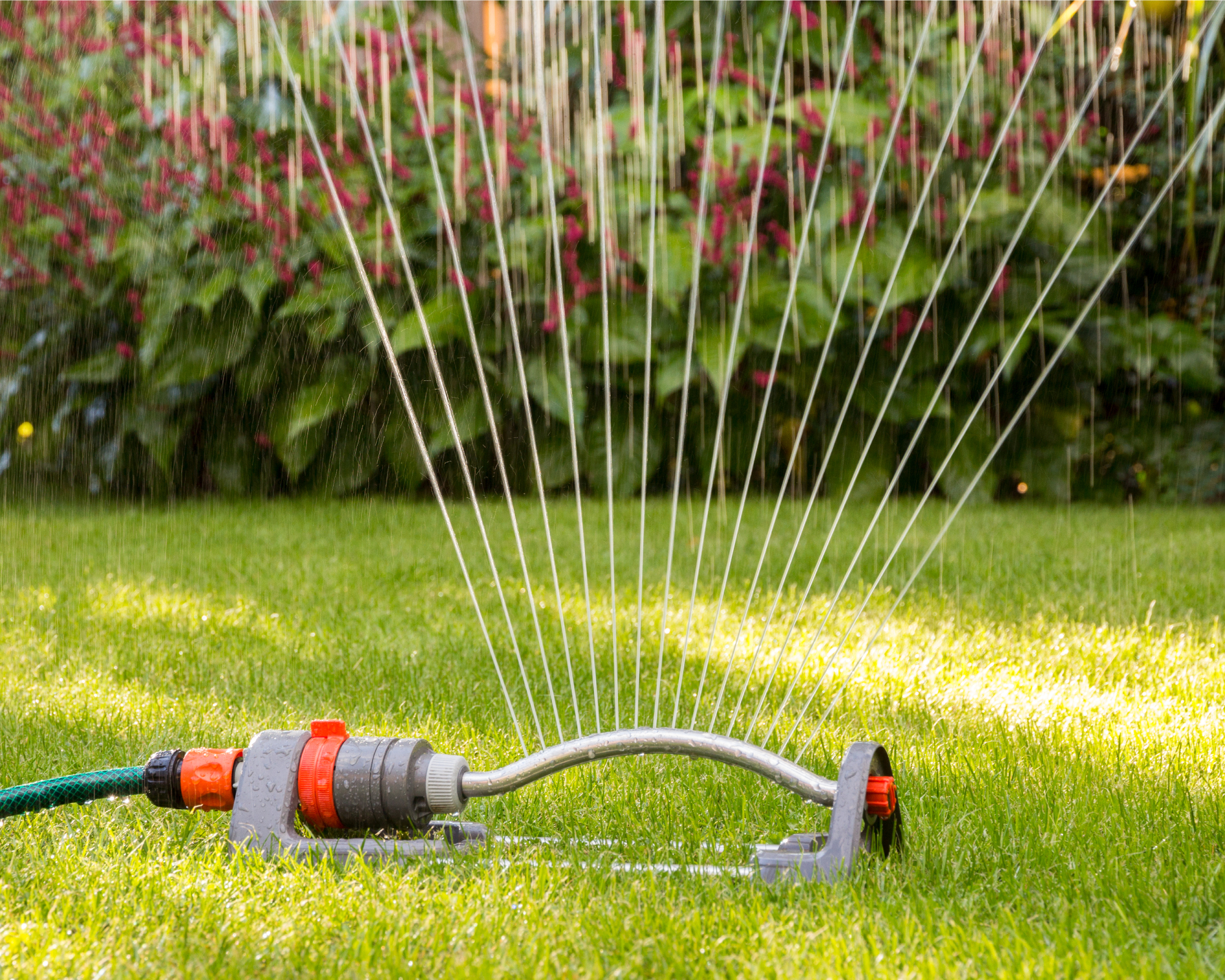 Sprinkler watering a lawn