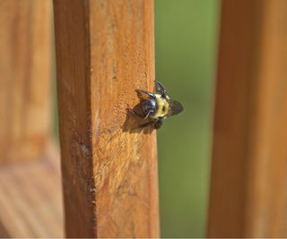 Carpenter bees on furniture