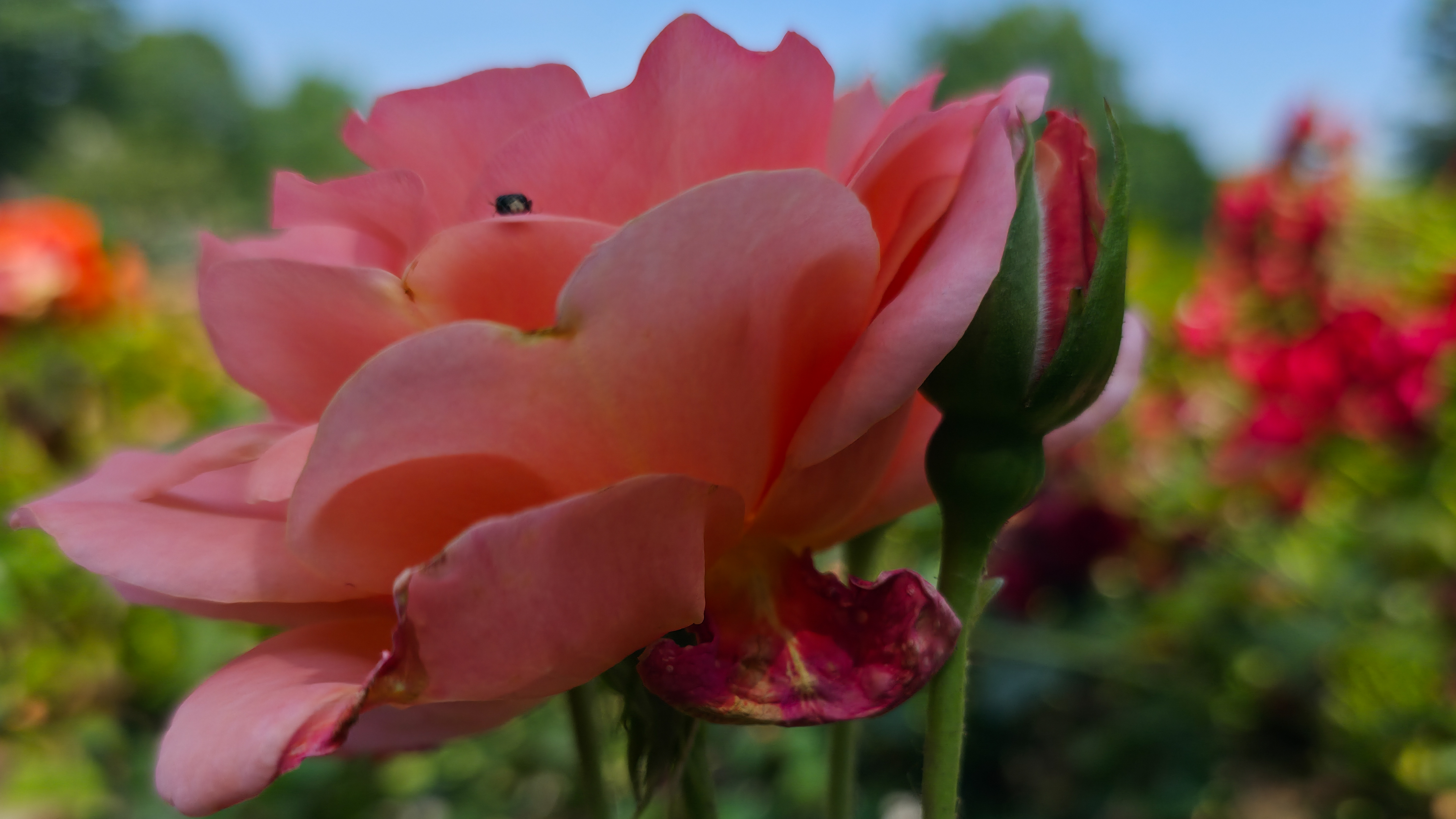 A pink flower photographed at various resolutions with the Samsung Galaxy S25 Ultra