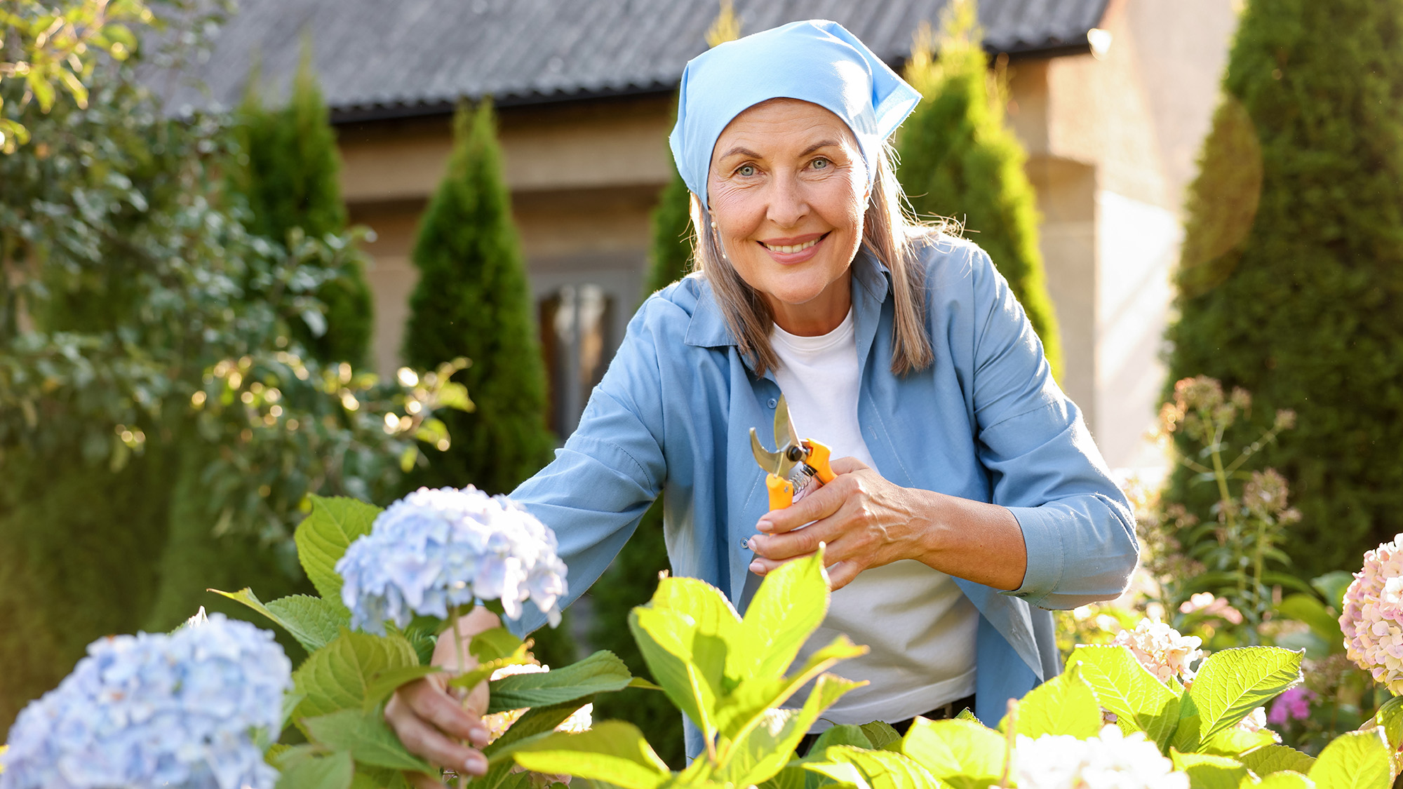 Woman pruning hydrangeas