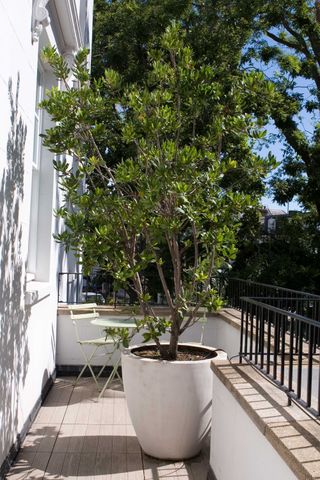 bowles & wyer side garden design with potted tree
