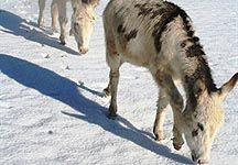 HT-donkeys-in-snow.jpg