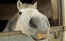horse crisis