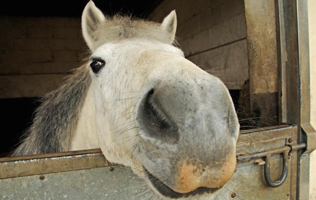 horse crisis
