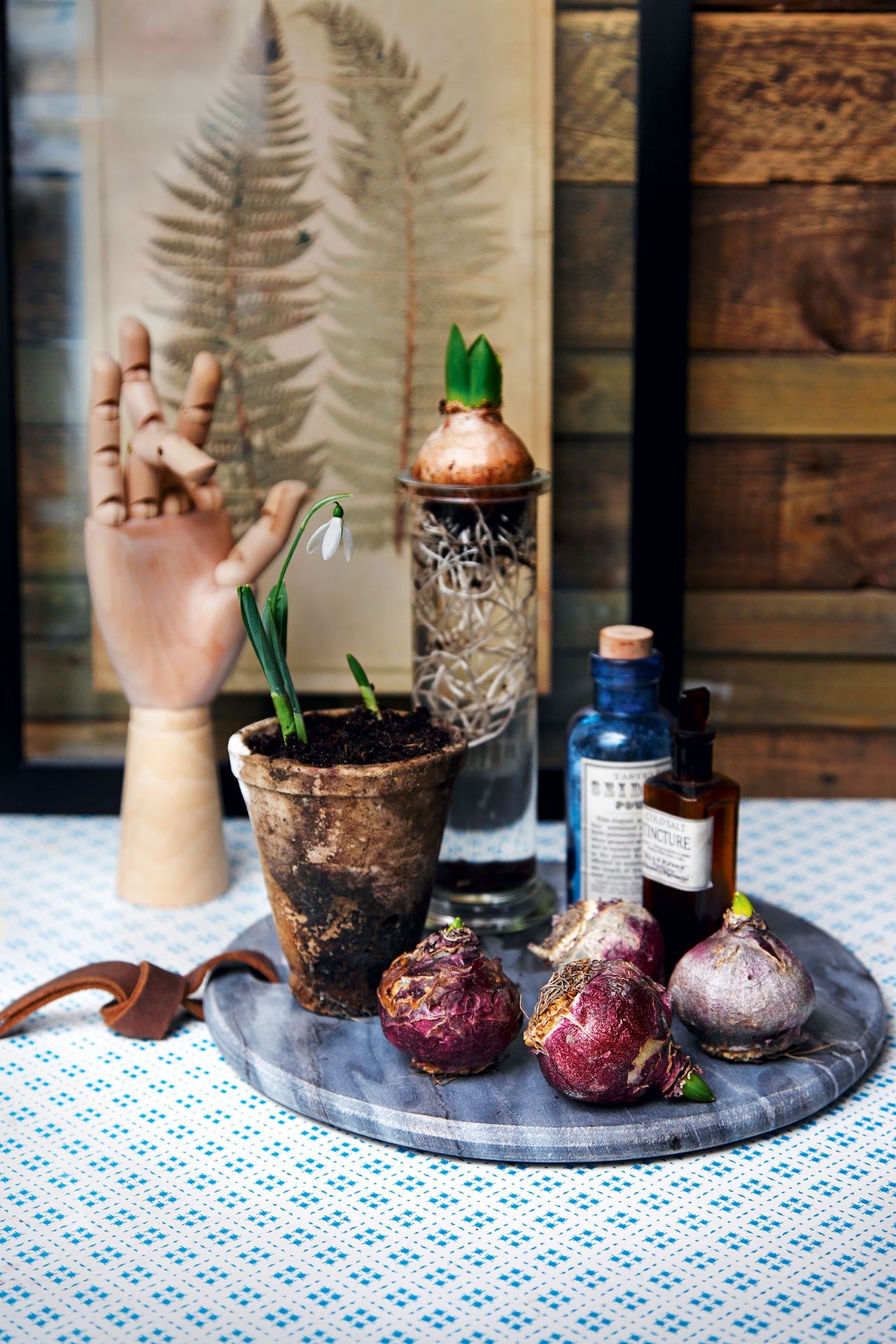 How to force bulbs indoors for Christmas