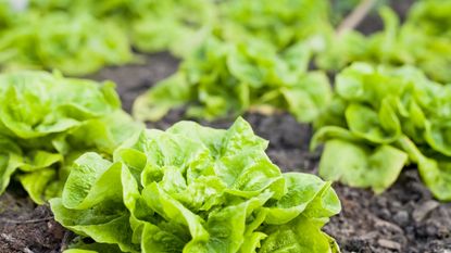 Green lettuces growing in the soil