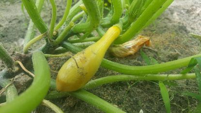 Squash Plant With Rot On End Of Squash