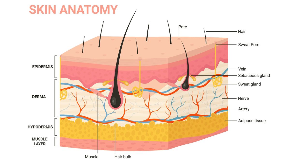 Skin: Facts about the body's largest organ and its functions | Live Science