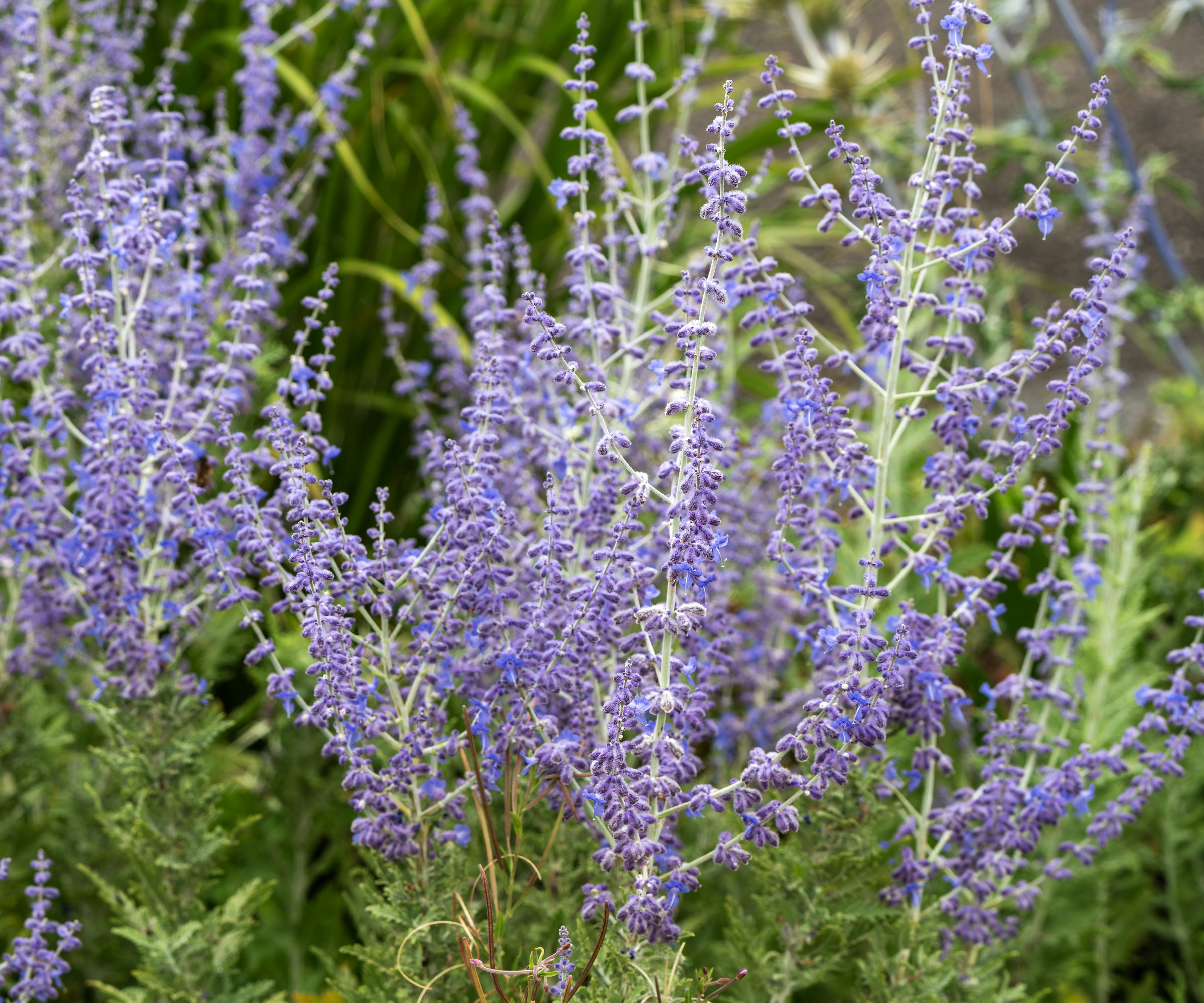 Russian sage plants flowering up close with swathes of lilac-blue flowers in the summer time