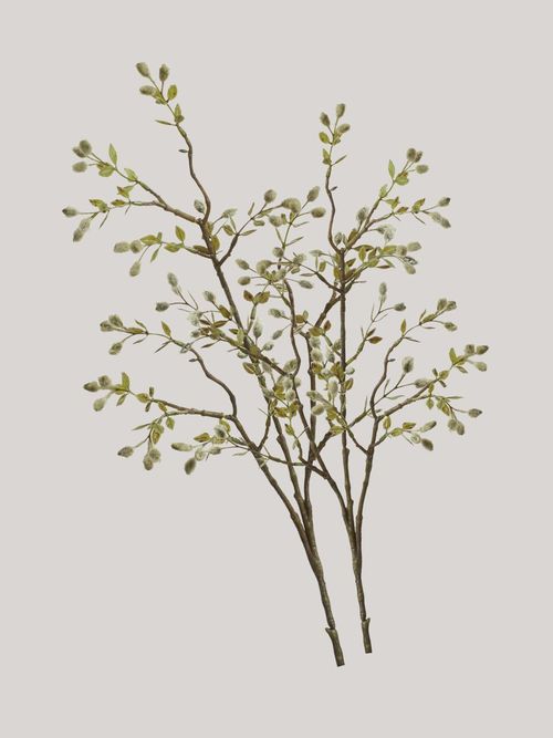 Single Willow Stem