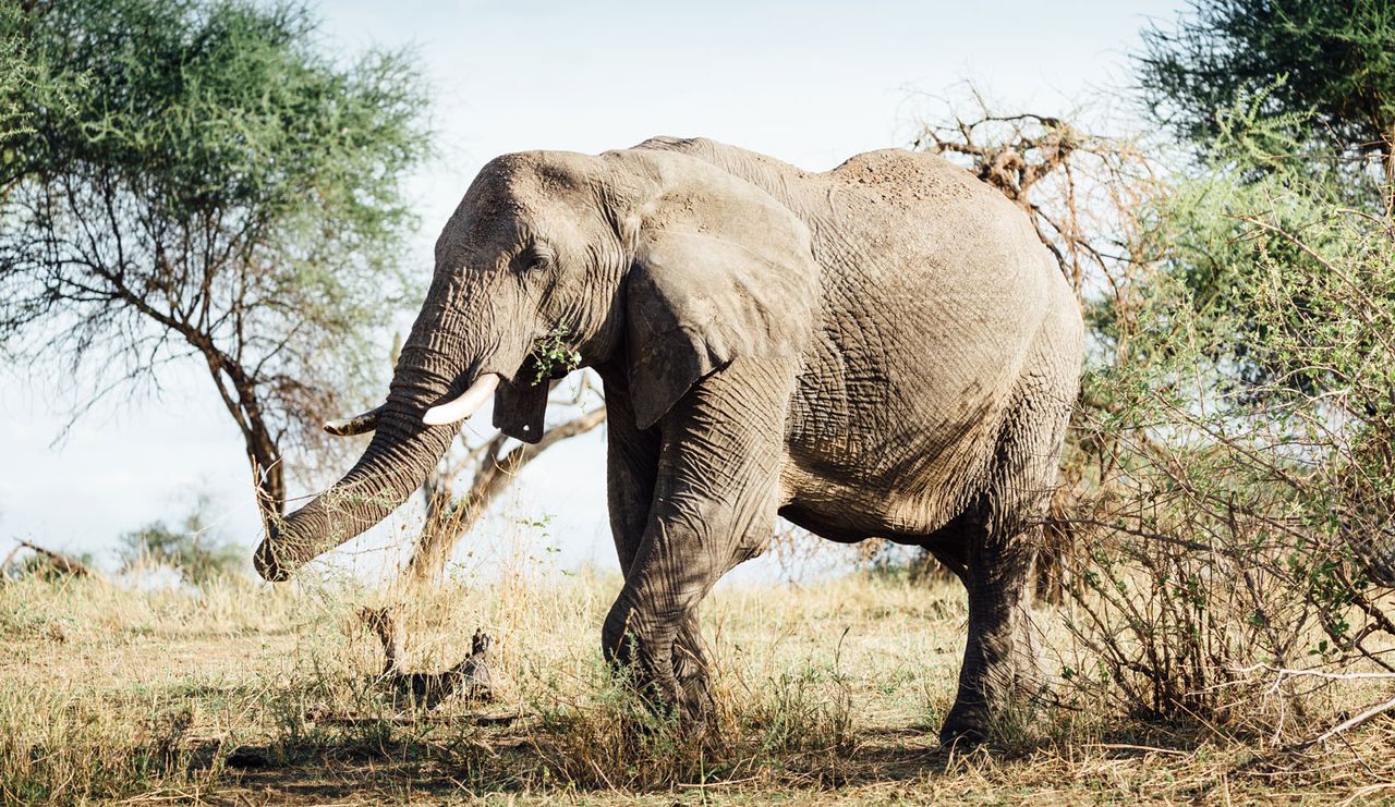 Elephants in Tarangire National Park, Tanzania