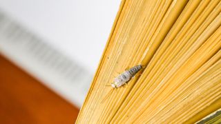 A silverfish insect feeding on paper from book