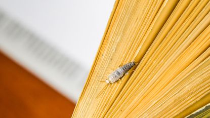 How to get rid of silverfish - silverfish on book - Getty