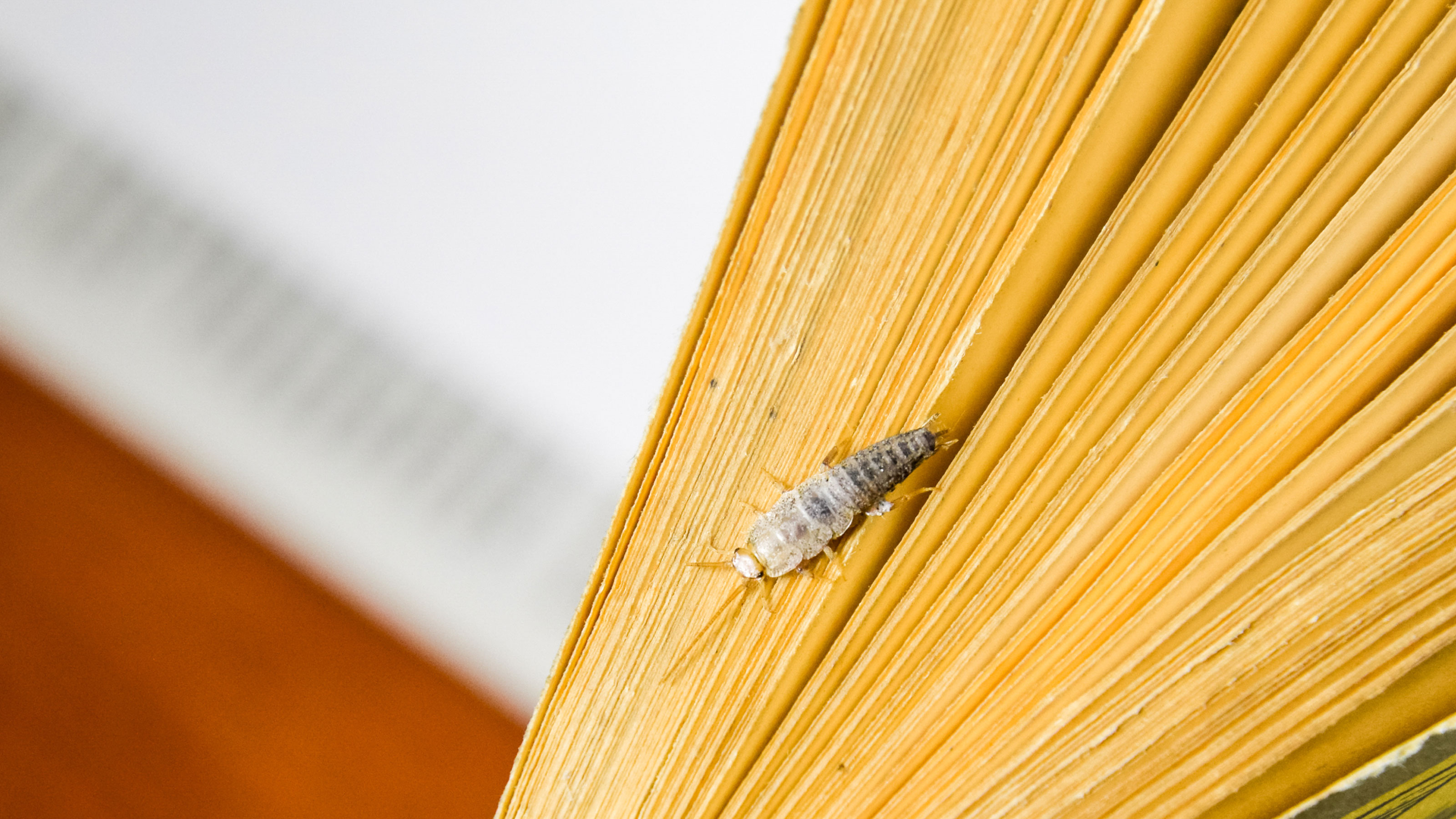 How to Get Rid of Silverfish Quickly with Natural Traps and Tips