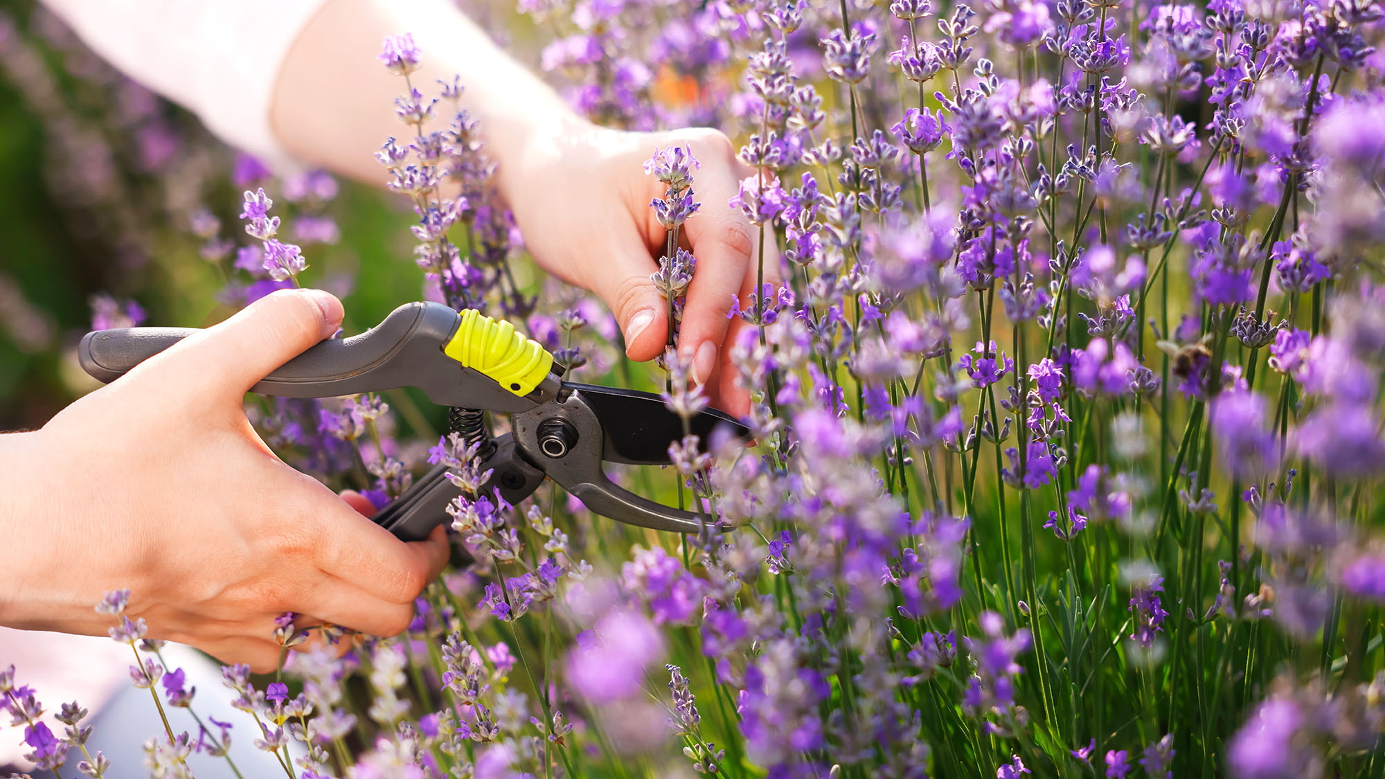 Woman pruning lavender flowers in field, closeup