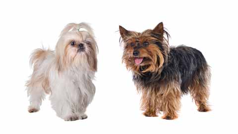 15 Small Fluffy Dog Breeds - Best Small Dogs for Families and Apartments
