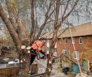 Tree engineer dressed in high vis cutting down a tree in the back garden of an urban area