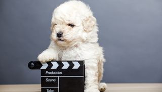 Poodle with film board