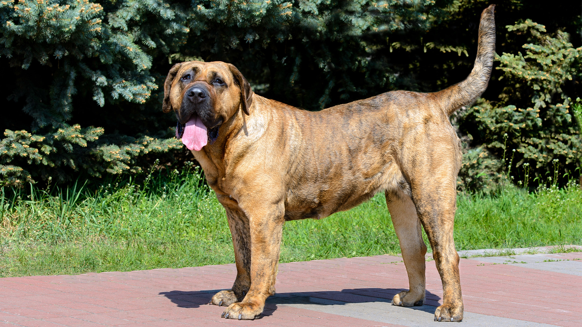 Presa Canario standing in park