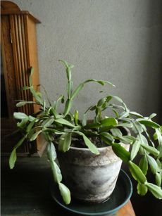 An Overwatered Potted Christmas Cactus