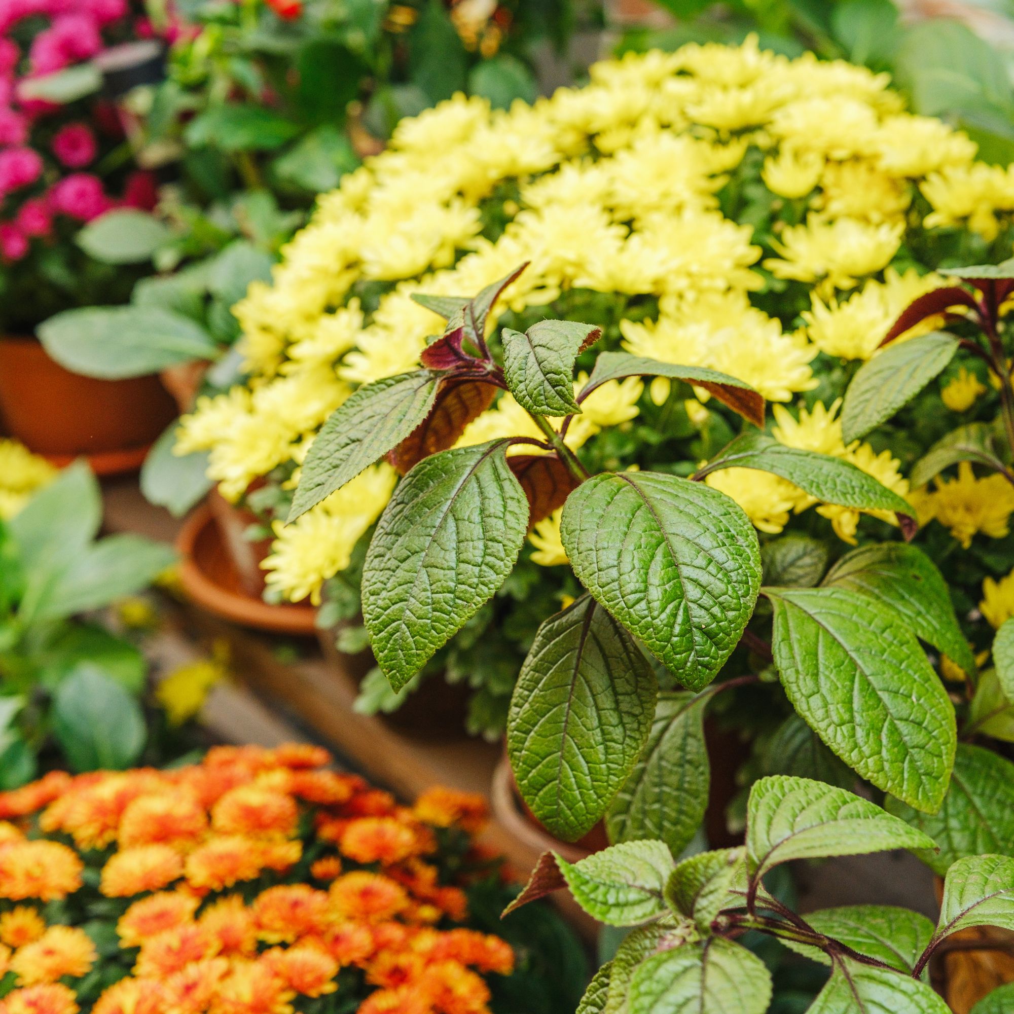 chrysanthemums in container