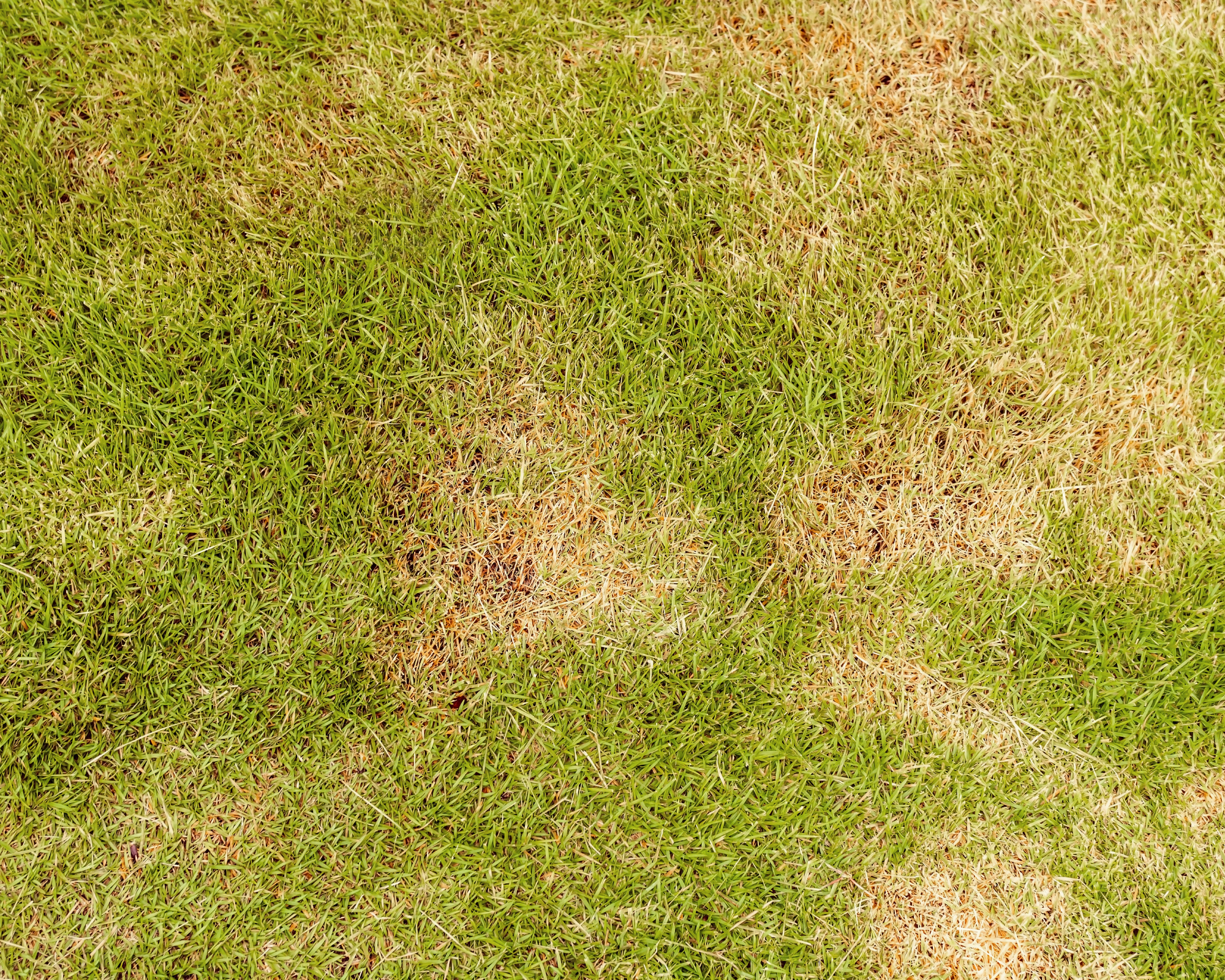 leaf spot in lawn