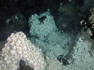 PIles of yeti crabs around hydrothermal vents in Antarctica.