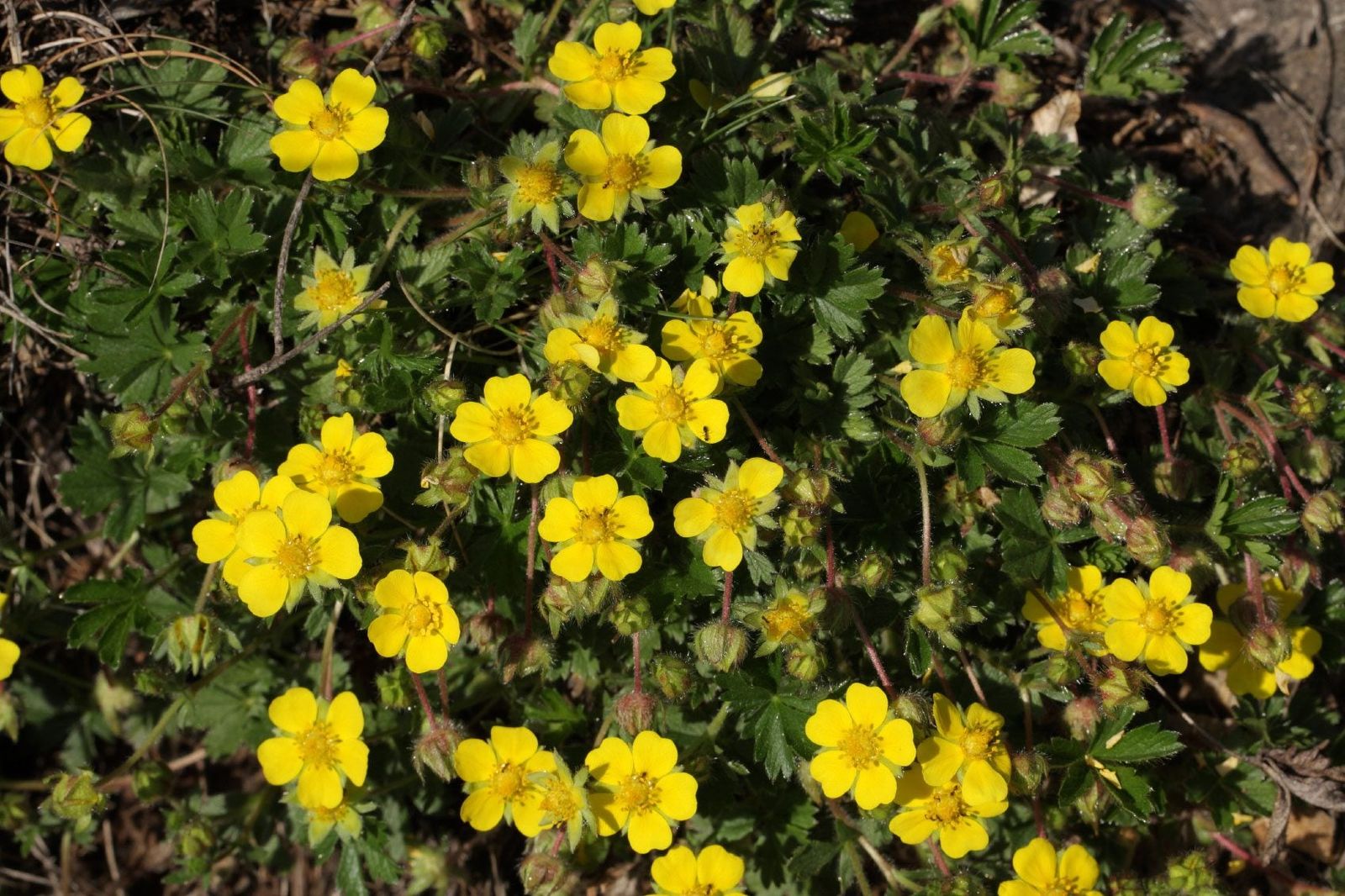 Types Of Creeping Potentilla - Tips For Growing Creeping Cinquefoil ...